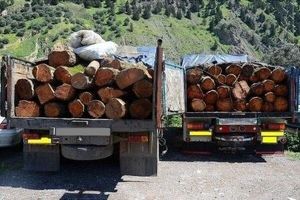 کشف ۹ تن چوب قاچاق در شهرستان سنندج