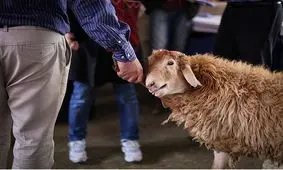 هشدار دامپزشکی درباره ۳ بیماری مشترک دام و انسان/لیست مراکز ذبح بهداشتی در آستانه عید قربان
