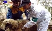 ۲۹ اکیپ در استان بوشهر بر ذبح دام در عید قربان نظارت می‌کنند