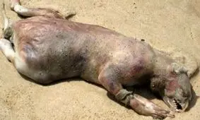 عجیب ترین موجوداتی که در سواحل دریاها کشف شدند