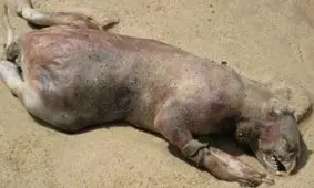عجیب ترین موجوداتی که در سواحل دریاها کشف شدند