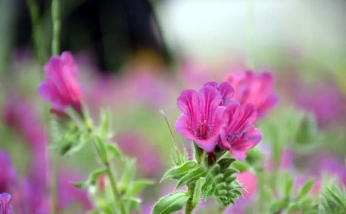 کشف ۵ تن گیاه دارویی قاچاق در شهرستان الیگودرز