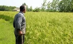 شالیزارهای دچار تنش آبی رشت در انتظار رهاسازی آب