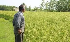 شالیزارهای دچار تنش آبی رشت در انتظار رهاسازی آب