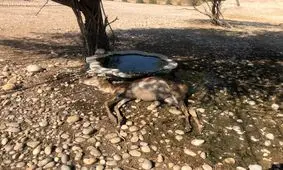 مرگ حیوانات تشنه در یک قدمی دزفول