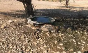 مرگ حیوانات تشنه در یک قدمی دزفول