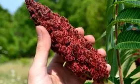 سماق را به ۴ دلیل از برنامه غذایی‌ تان حذف نکنید