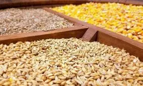 عدم برنامه ریزی، کمبود انبار و کامیون؛ علل دپوی نهاده‌های دامی در بنادر/ واردکنندگان: کرایه حمل ریلی بالاست