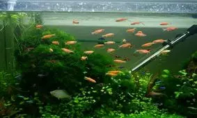 بررسی استفاده از گورخرماهی در صنایع دارویی و بهداشتی