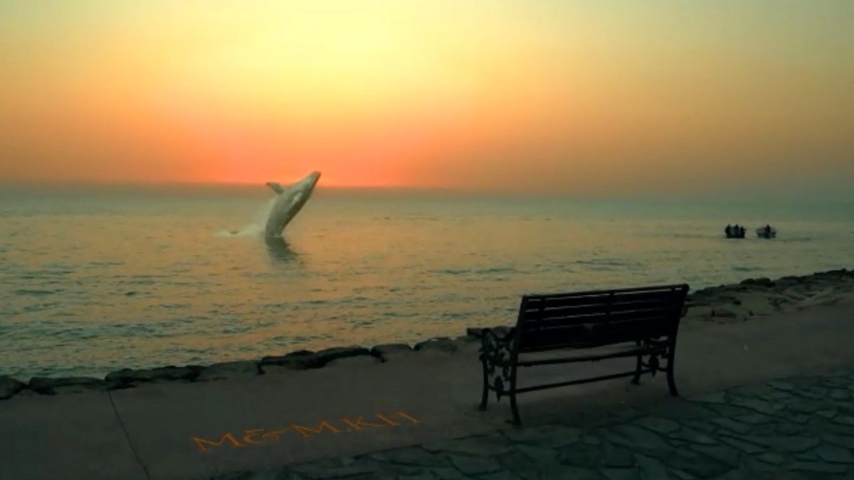 ماجرای حضور نهنگ در ساحل بوشهر چه بود؟/ ویدئو