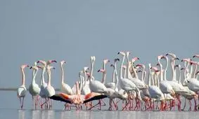 نبض کند زندگی برای فلامینگوها در دریاچه ارومیه