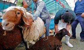 خطر شیوع "تب‌ کریمه‌کنگو" در عید قربان جدی شد