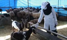 نشانی جایگاه های عرضه بهداشتی دام در ۱۵ مرکز تهران