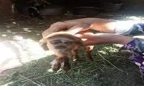 تولد یک بز با سر میمون در مصر/ تصاویر