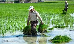 هر ایرانی سالانه چند کیلوگرم برنج مصرف می کند؟