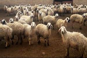 نرخ گوسفند در عید قربان مشخص شد/ تفاوت قیمت دام سبک و سنگین چقدر است؟