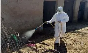 تب کریمه کنگو از کشنده‌ ترین بیماری‌ های مشترک انسان و دام است