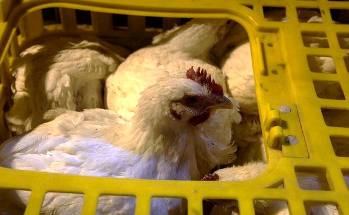 ۵۰۰ مرغ زنده قاچاق و ۸۰۰ رأس احشام در نوار مرزی خراسان رضوی کشف شد