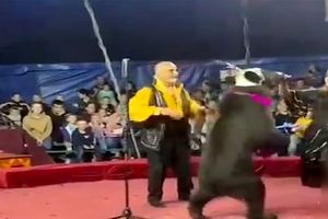 لحظه وحشتناک حمله خرس به مربی سیرک/ ویدئو