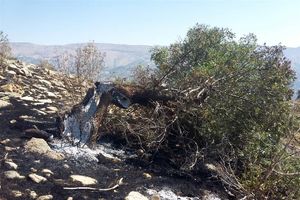 آتش سوزی منطقه حفاظت شده بوزین و مرخیل مهار شد