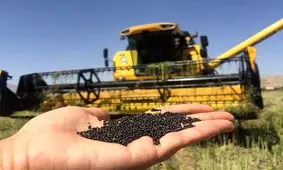 پایان برداشت کلزا در کرمانشاه/ بیش از 4200 تن محصول خریداری شد