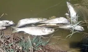 بررسی مرگ مشکوک ماهی‌ های رودخانه روستای علمدار در نهاوند