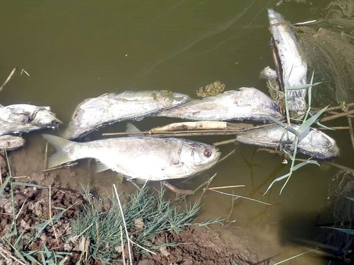 بررسی مرگ مشکوک ماهی های رودخانه روستای علمدار در نهاوند
