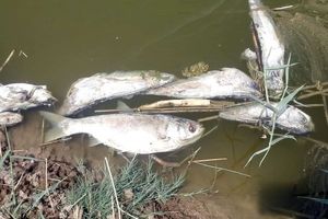 بررسی مرگ مشکوک ماهی‌ های رودخانه روستای علمدار در نهاوند
