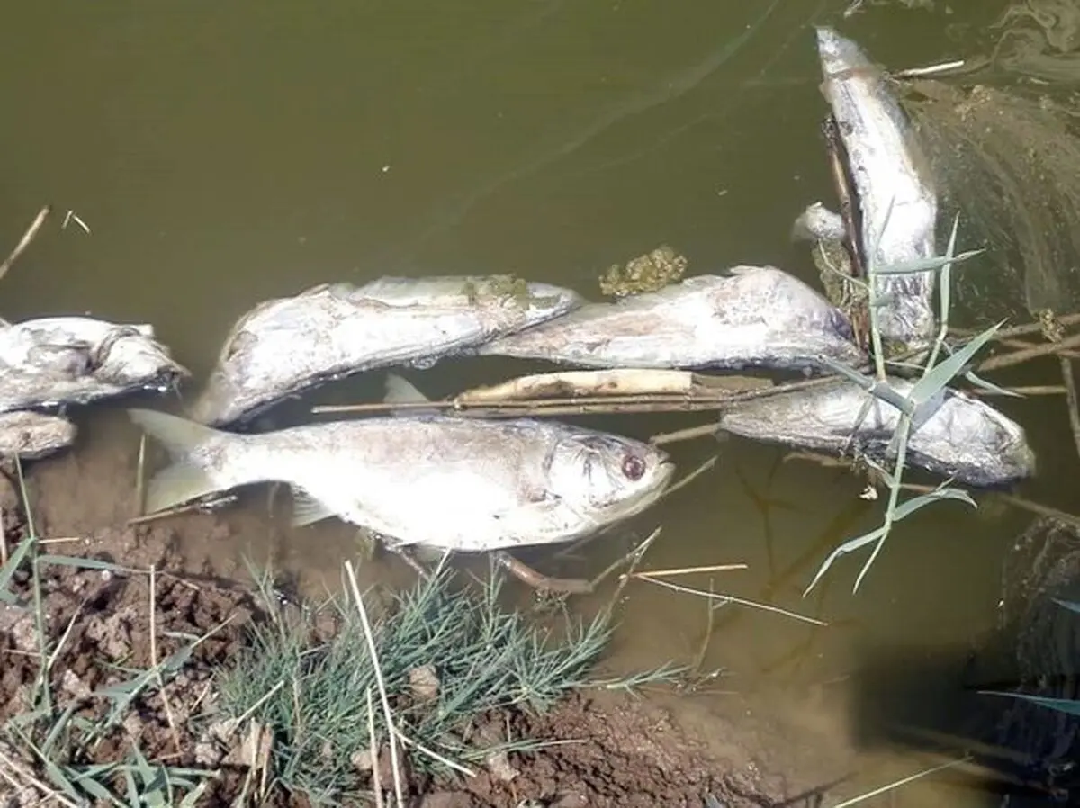 بررسی مرگ مشکوک ماهی‌ های رودخانه روستای علمدار در نهاوند