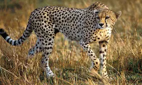 یوزپلنگ ایرانی برای سومین بار در خراسان شمالی مشاهده شد