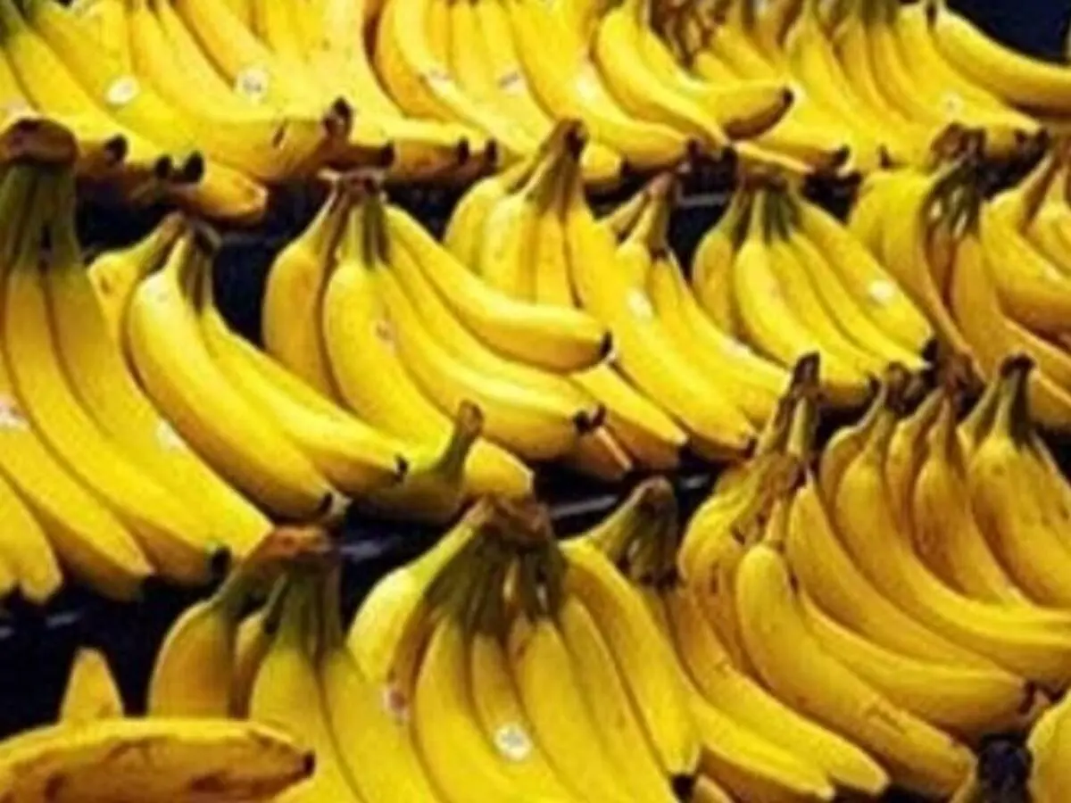 درخواست گمرک ایران از وزارت جهاد کشاوردی؛ تکلیف واردات موز را فورا مشخص کنید