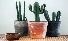 چطور کاکتوس‌ ها را پیوند بزنیم؟