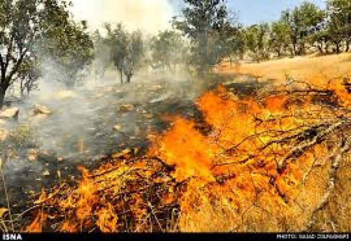 درد خودسوزی جنگلها را باور کنیم