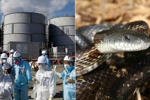 کمک مارها به دانشمندان برای اندازه گیری سطح آلودگی‌های رادیواکتیو در فوکوشیما