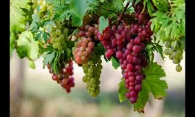 از ۸ مزیت سلامتی انگور غافل نشوید