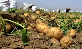 مدیرعامل شرکت آب‌ منطقه‌ای نسبت به کشت سیب زمینی در خرم‌آباد هشدار داد