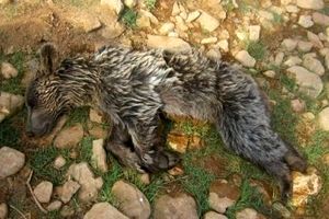 مرگ یک قلاده خرس قهوه ای در کرمانشاه