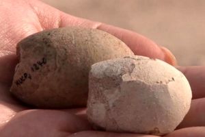 کشف تخم‌ های پرنده با قدمتی ۸۵ میلیون ساله در آرژانتین