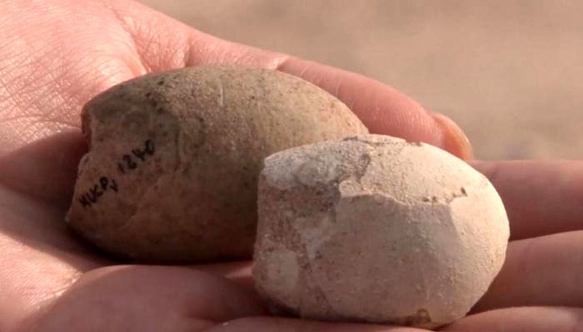 کشف تخم‌ های پرنده با قدمتی ۸۵ میلیون ساله در آرژانتین