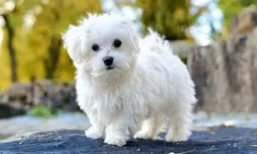 نجات جان سگ محبوس شده در داخل خودرو توسط پلیس/ ویدئو