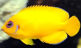 تلاش برای خارج کردن پلاستیک از دهان ماهی در زیر آب!/ ویدئو