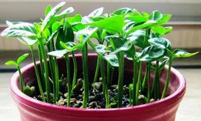 کشت گیاه زینتی با هسته میوه