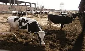 نرخ جدید شیرخام در روزهای آینده اجرا می شود