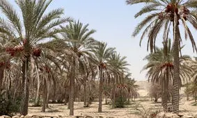 تلف شدن بیش از ۷۰۰۰ نخل در تنش آبی شادگان