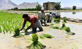 آب اصفهان، پاسخگوی کاشت برنج نیست