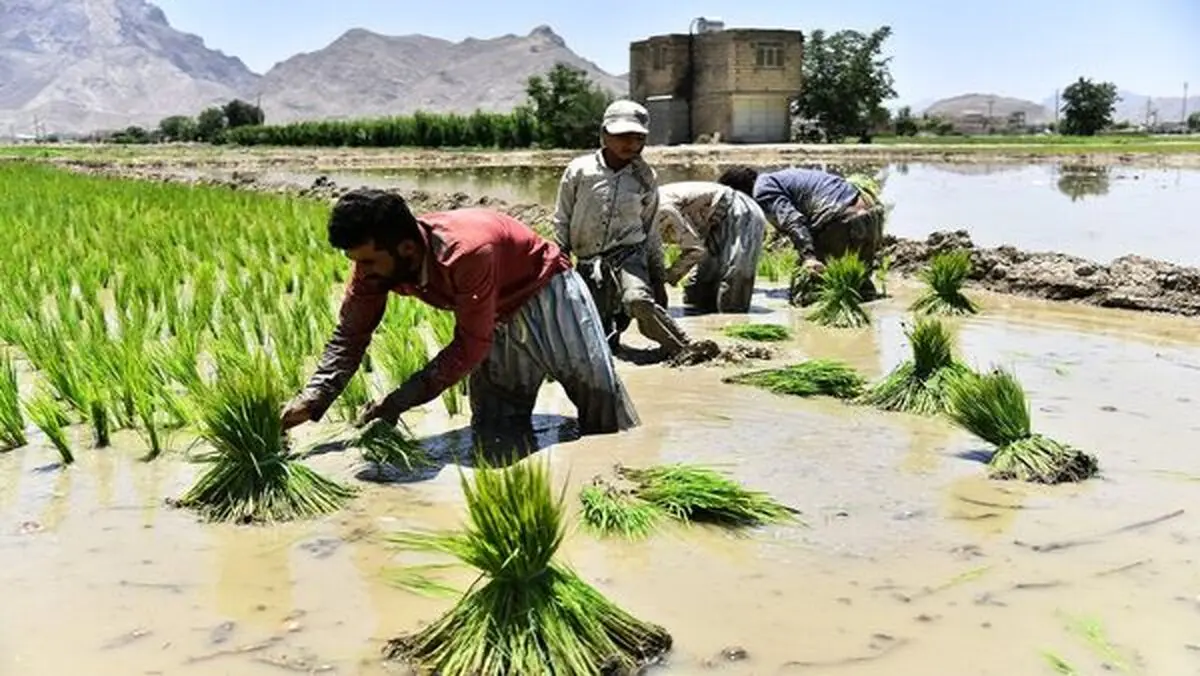 آب اصفهان، پاسخگوی کاشت برنج نیست