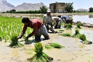 آب اصفهان، پاسخگوی کاشت برنج نیست
