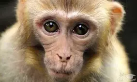 کلیپ جالب سیب دادن میمون به لاکپشت