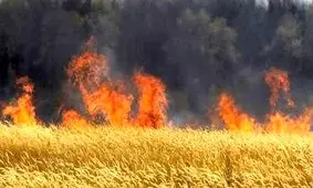 حریق گسترده در میانکاله از ظهر امروز/ وزش باد مهار آتش را دشوار کرده است