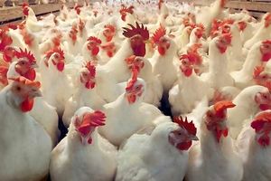 دولت دلال بزرگ است/ تبدیل هفتمین تولید کننده مرغ جهان به وارد کننده
